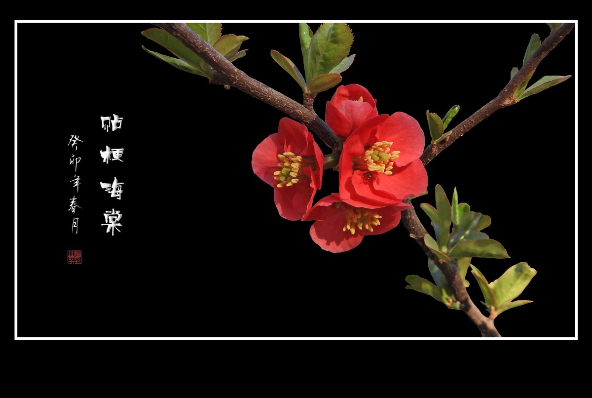 枝头燃起吉祥火，贴梗海棠绽红霞