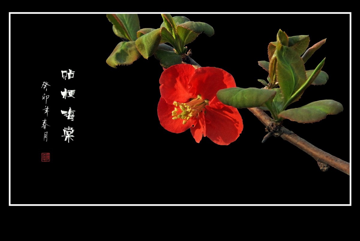 枝头燃起吉祥火，贴梗海棠绽红霞