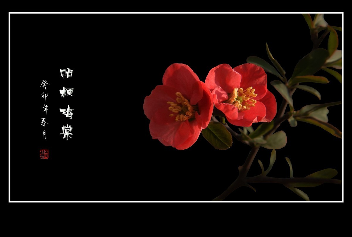 枝头燃起吉祥火，贴梗海棠绽红霞