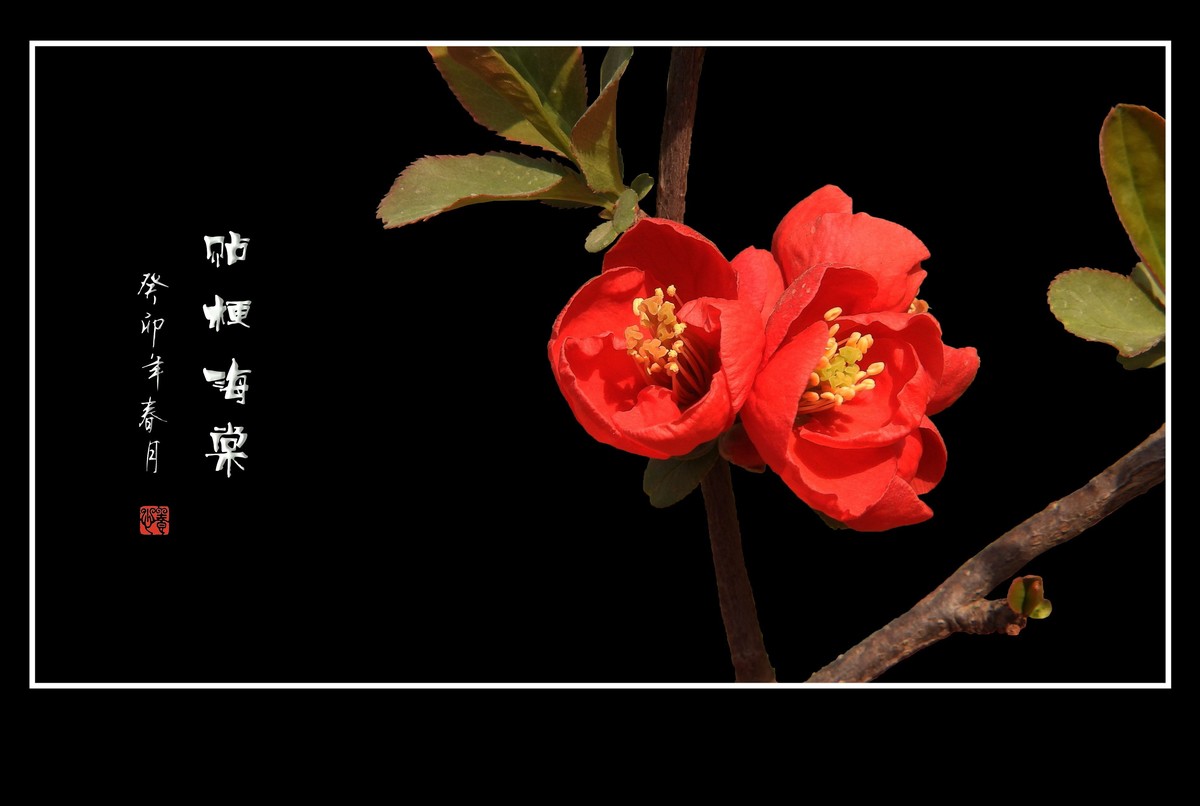 枝头燃起吉祥火，贴梗海棠绽红霞