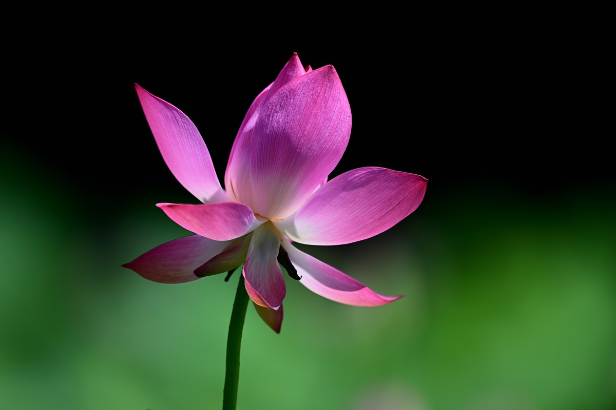 闲来无事继续发荷花