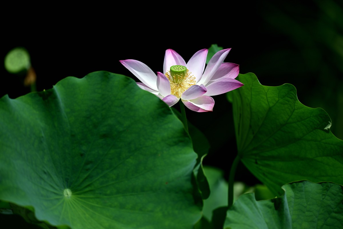 闲来无事继续发荷花