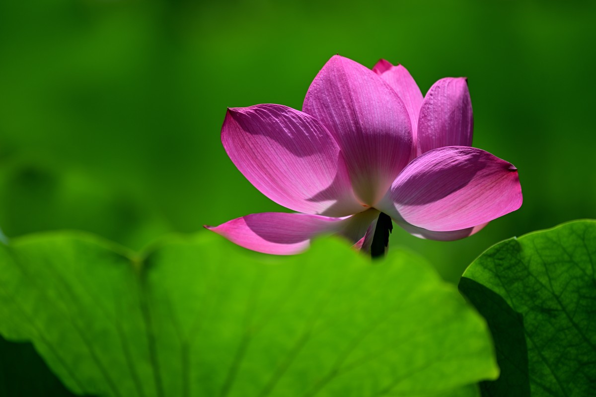 闲来无事继续发荷花