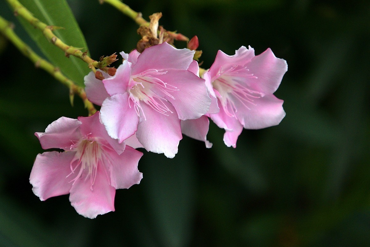 #版主坐堂# 尼康D5100星空(中国)2023年八月份优秀作品精选汇总