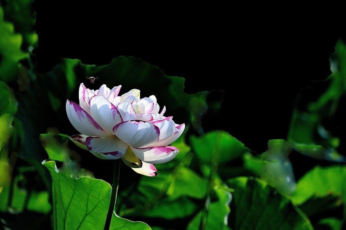 #版主坐堂# 尼康D5100星空(中国)2023年八月份优秀作品精选汇总