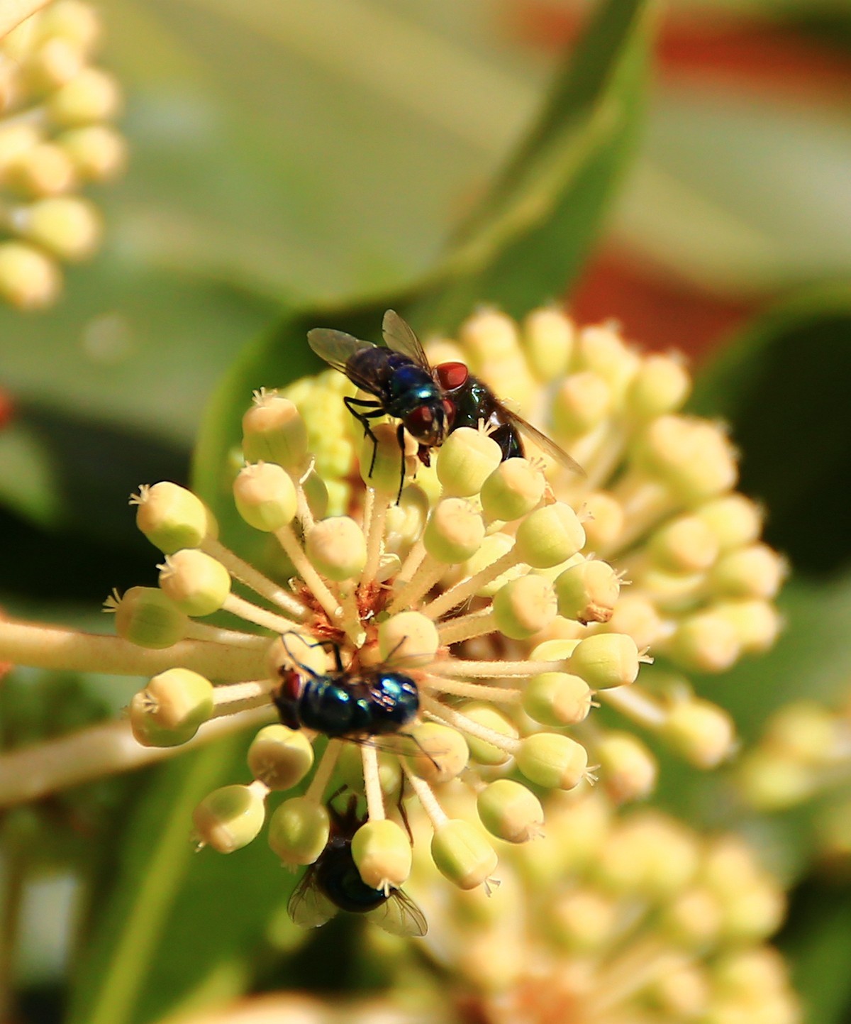 冬日午后随拍之八角金盘上的红头苍蝇