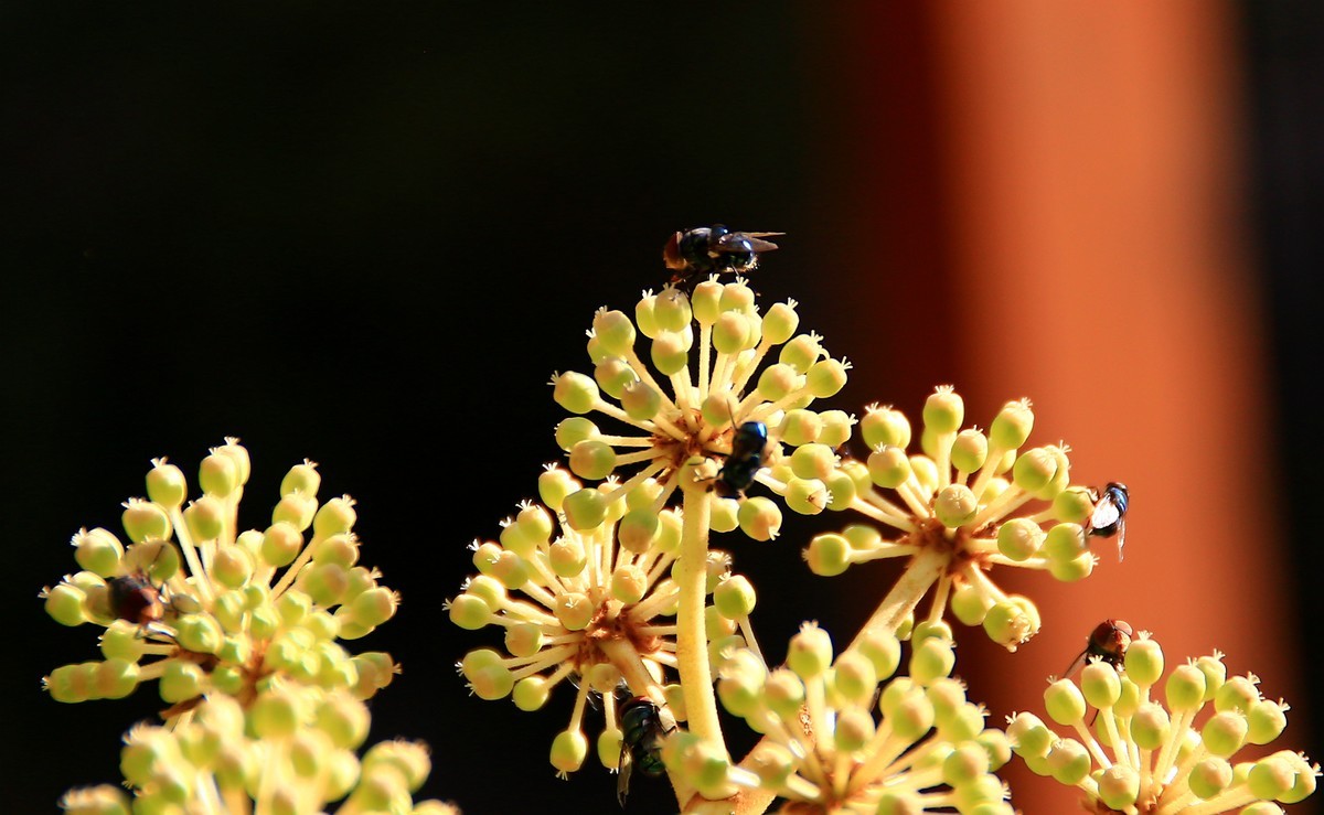 冬日午后随拍之八角金盘上的红头苍蝇