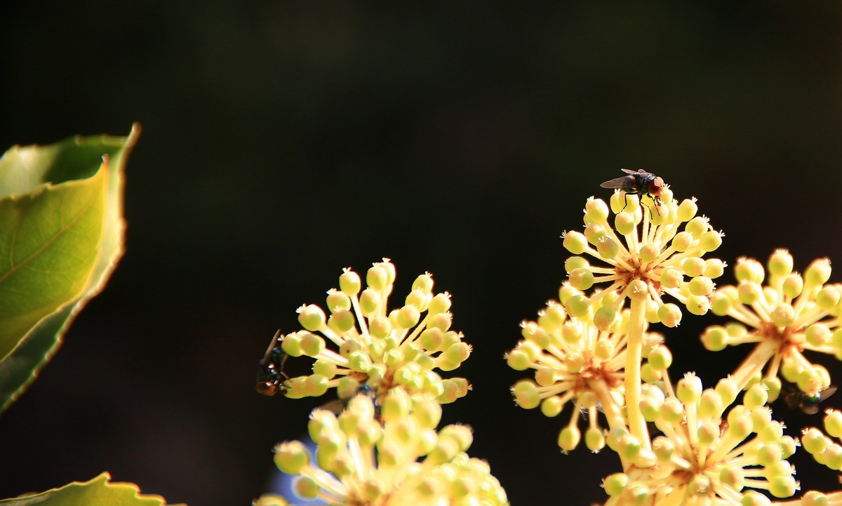 冬日午后随拍之八角金盘上的红头苍蝇