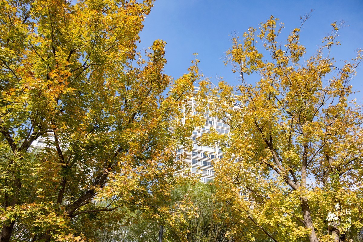 11月的北京市区街景。