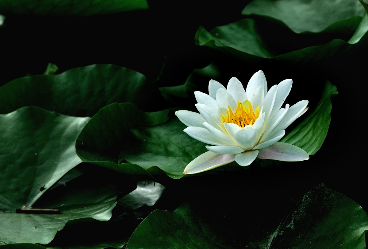 睡莲