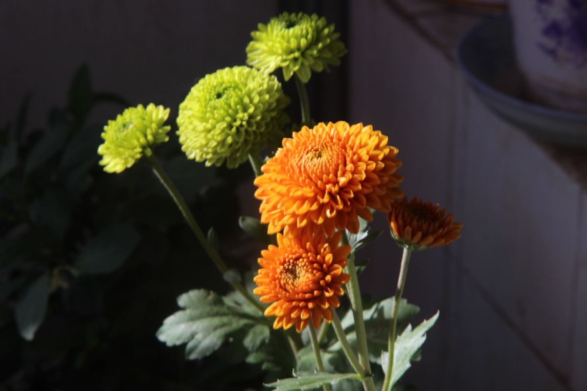 乒乓球菊