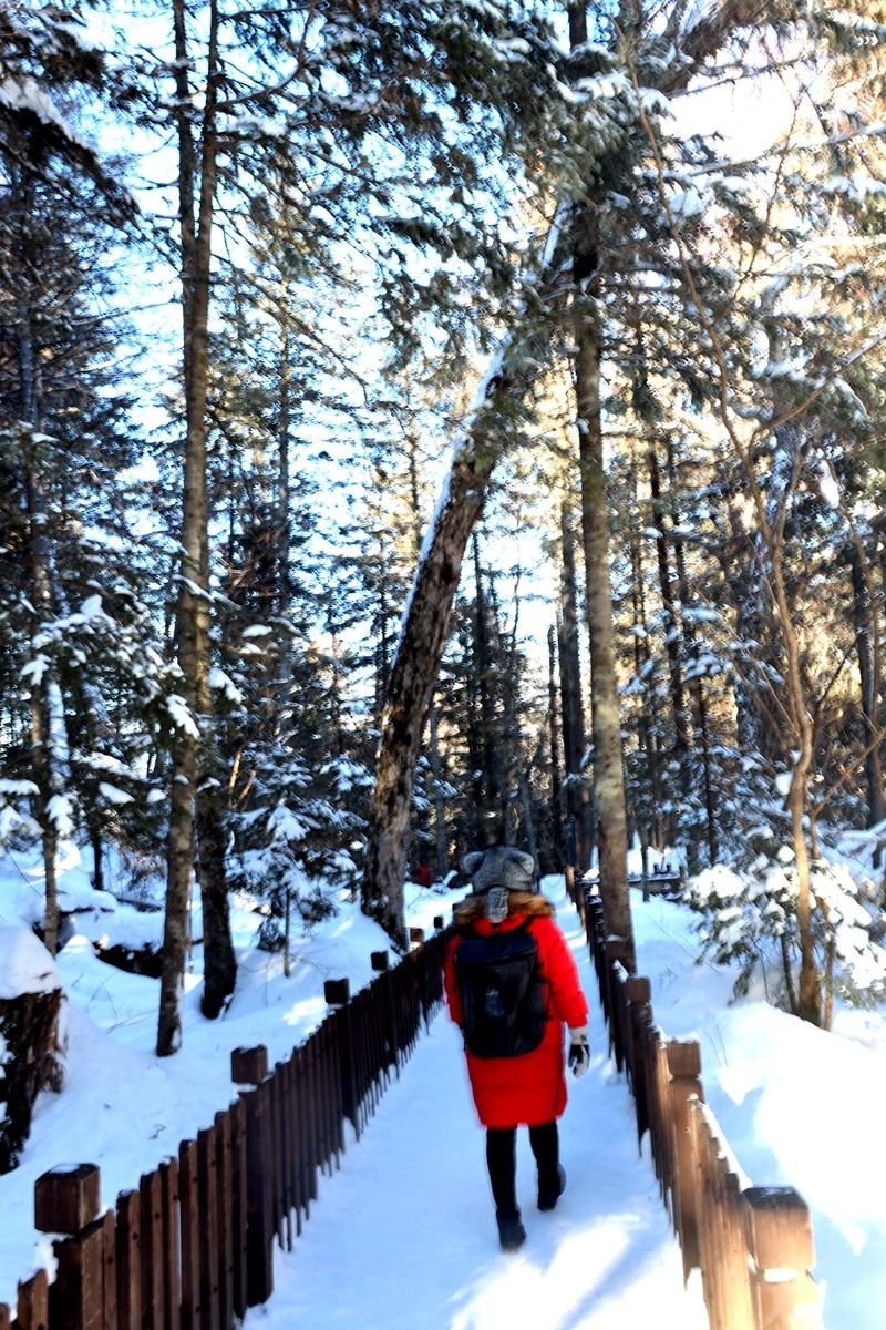 长白山谷底森林