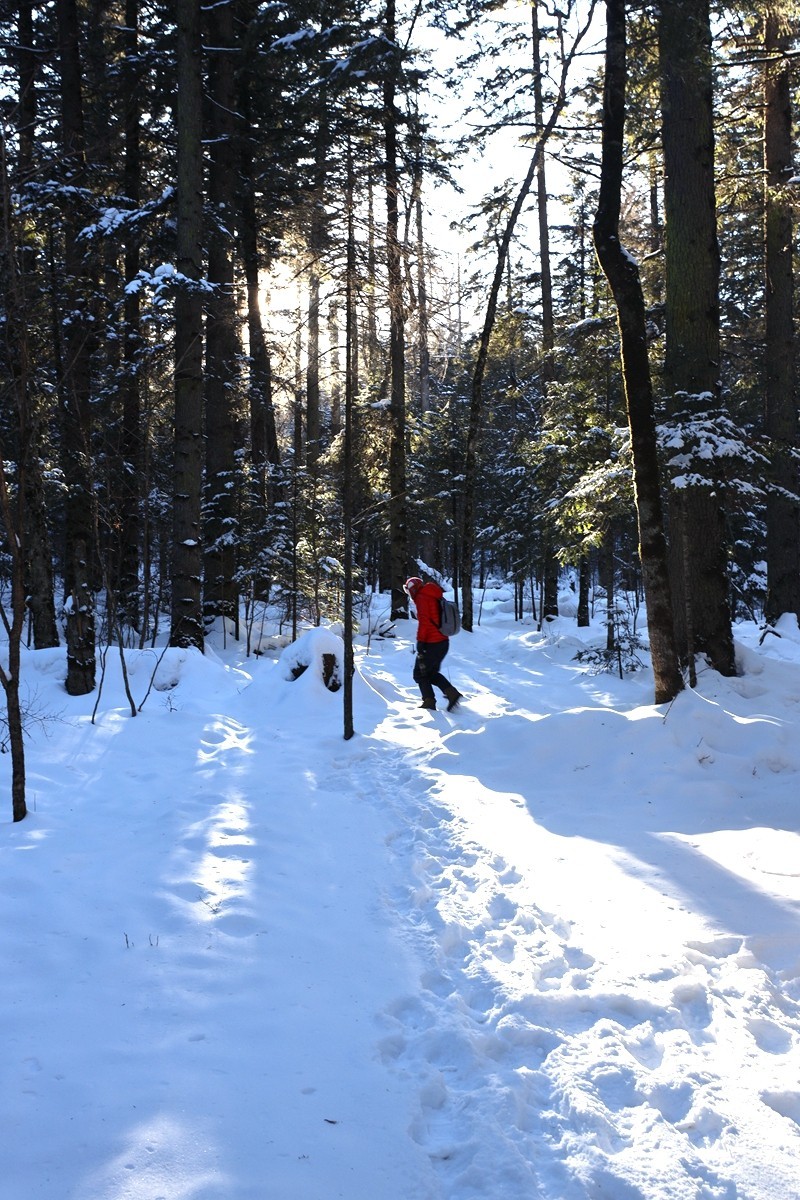 长白山谷底森林