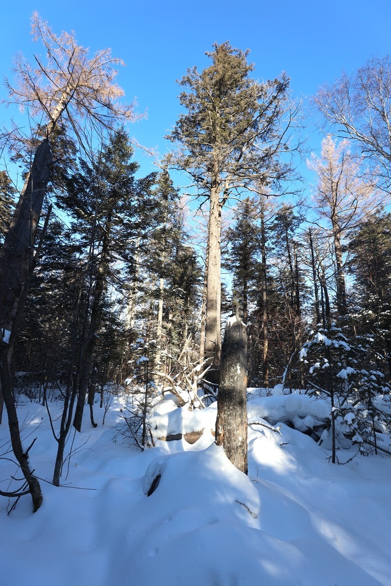 长白山谷底森林
