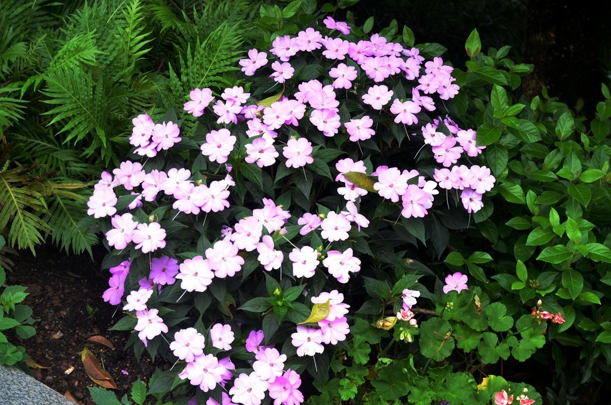 巴滨花艺园 (六)