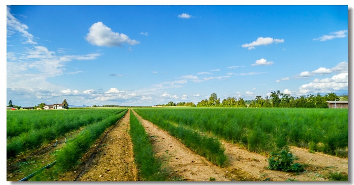 自（行车）驾游拍（南德莱茵平原）