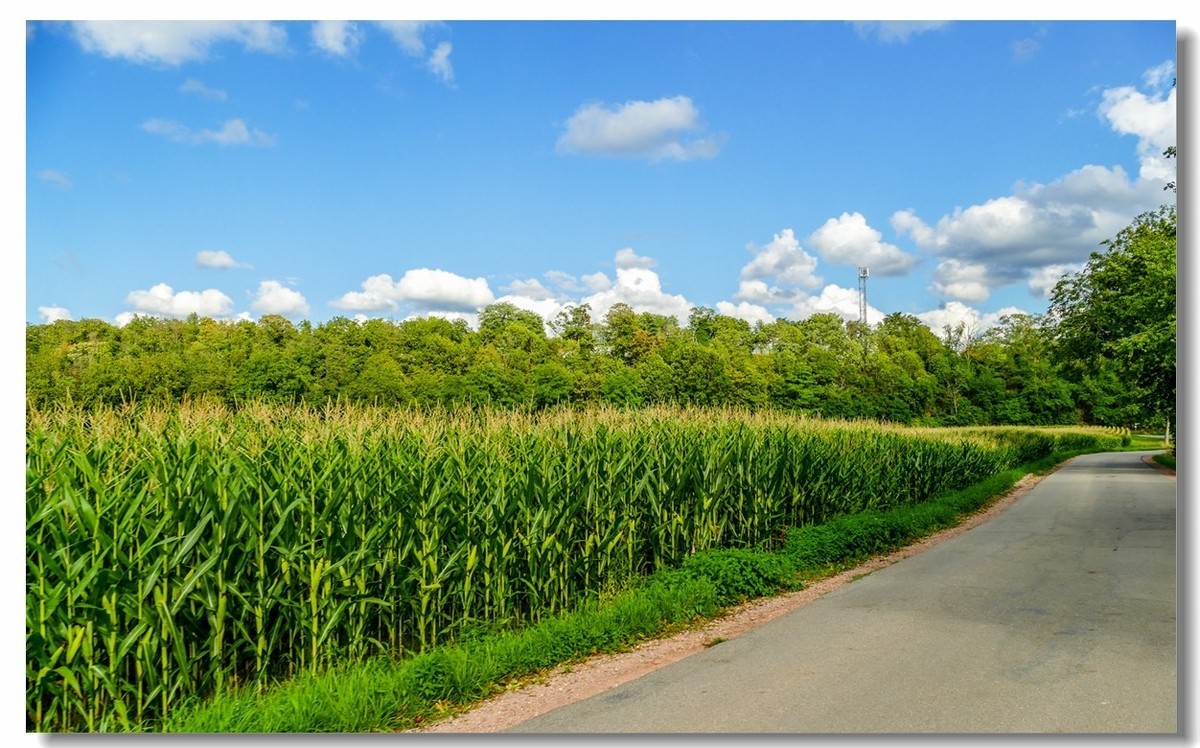 自（行车）驾游拍（南德莱茵平原）