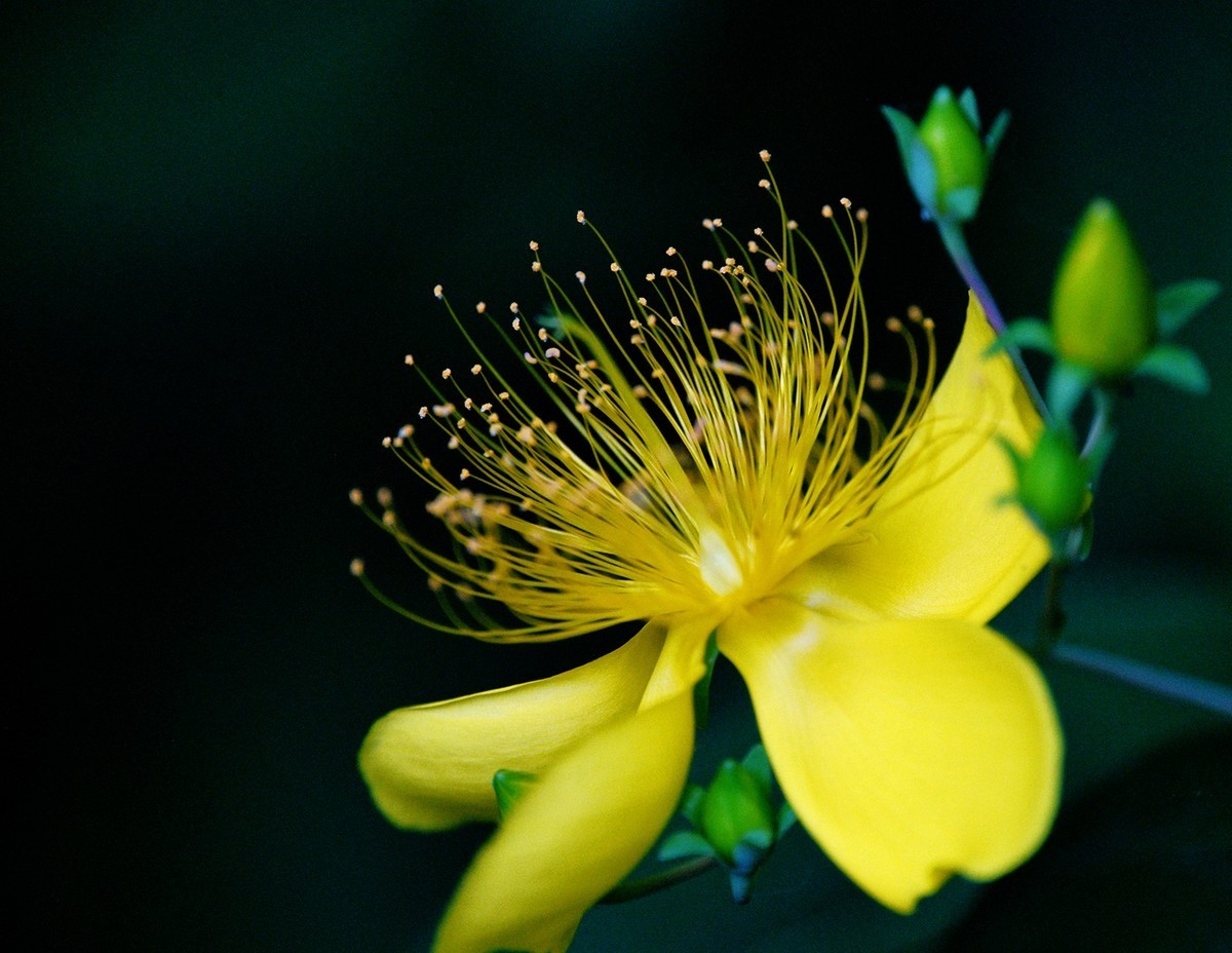 花2