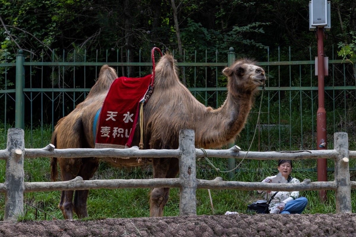 甘南旅拍——麦积山石窟&瑞应寺（2）