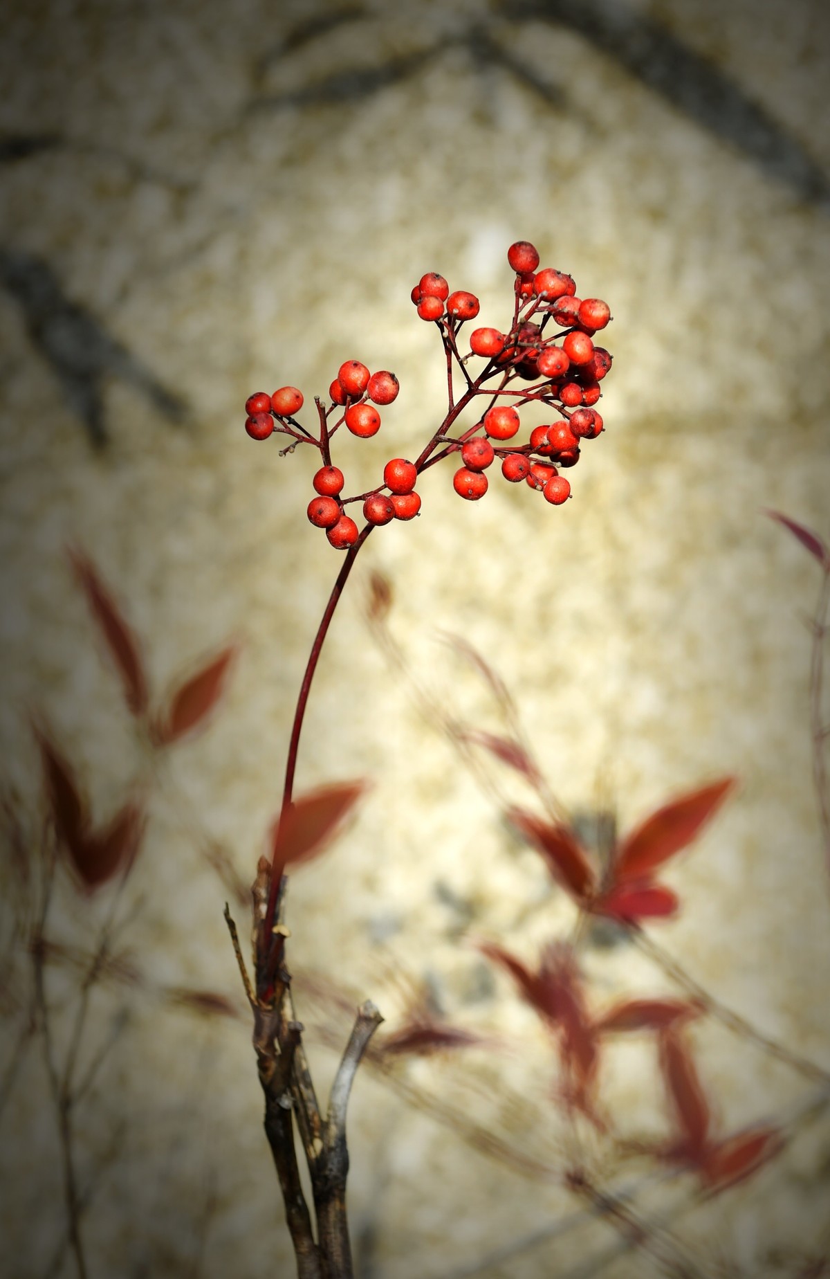 【南天竹】闲情悠然 冬日惊艳