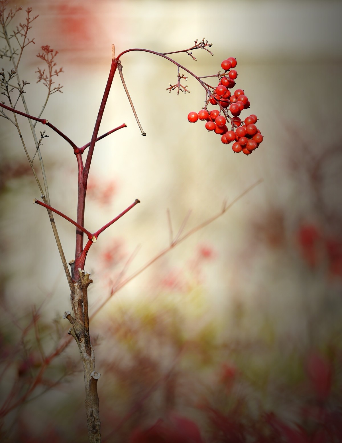 【南天竹】闲情悠然 冬日惊艳