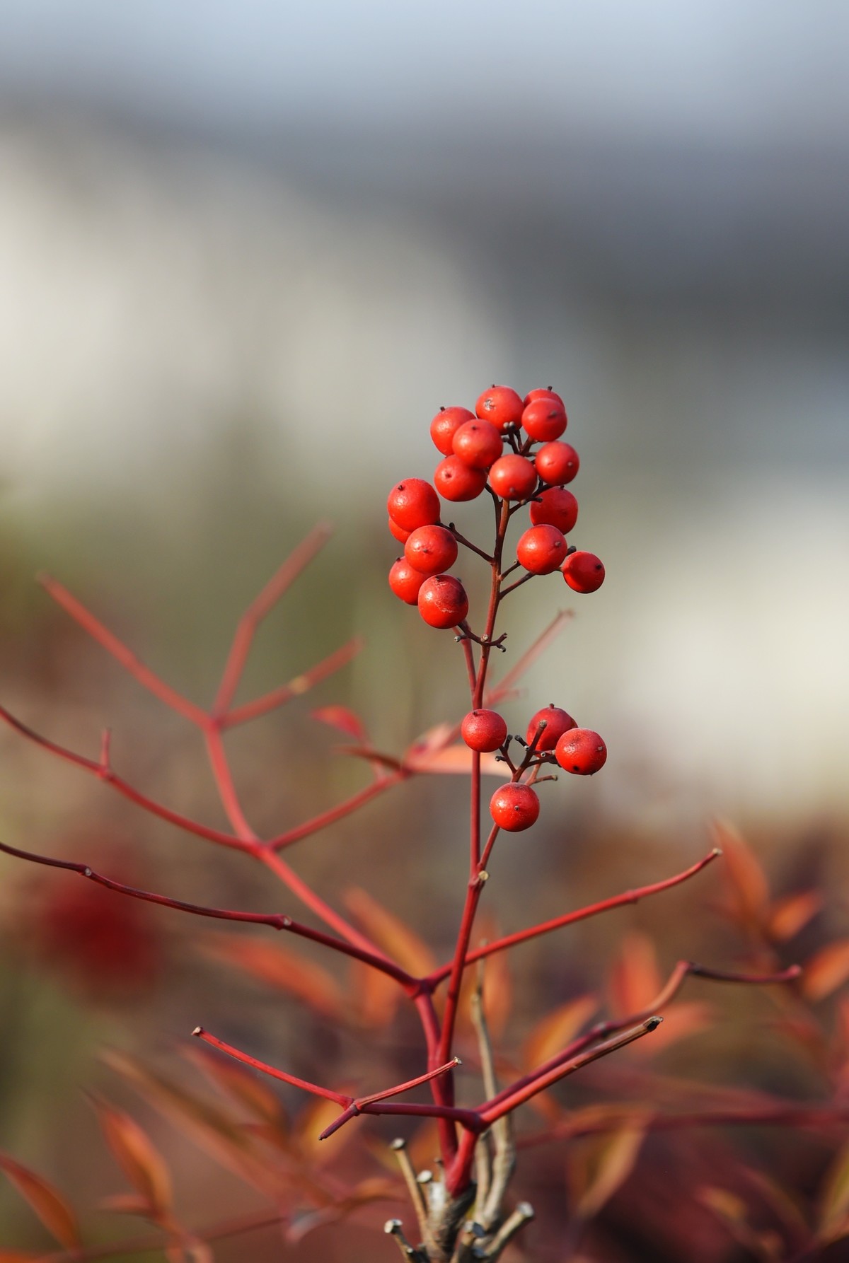 【南天竹】闲情悠然 冬日惊艳