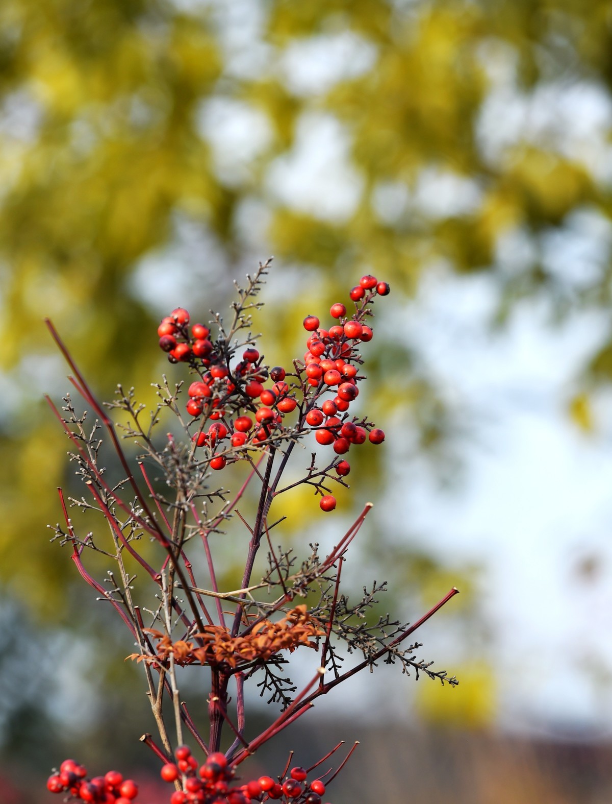 【南天竹】闲情悠然 冬日惊艳