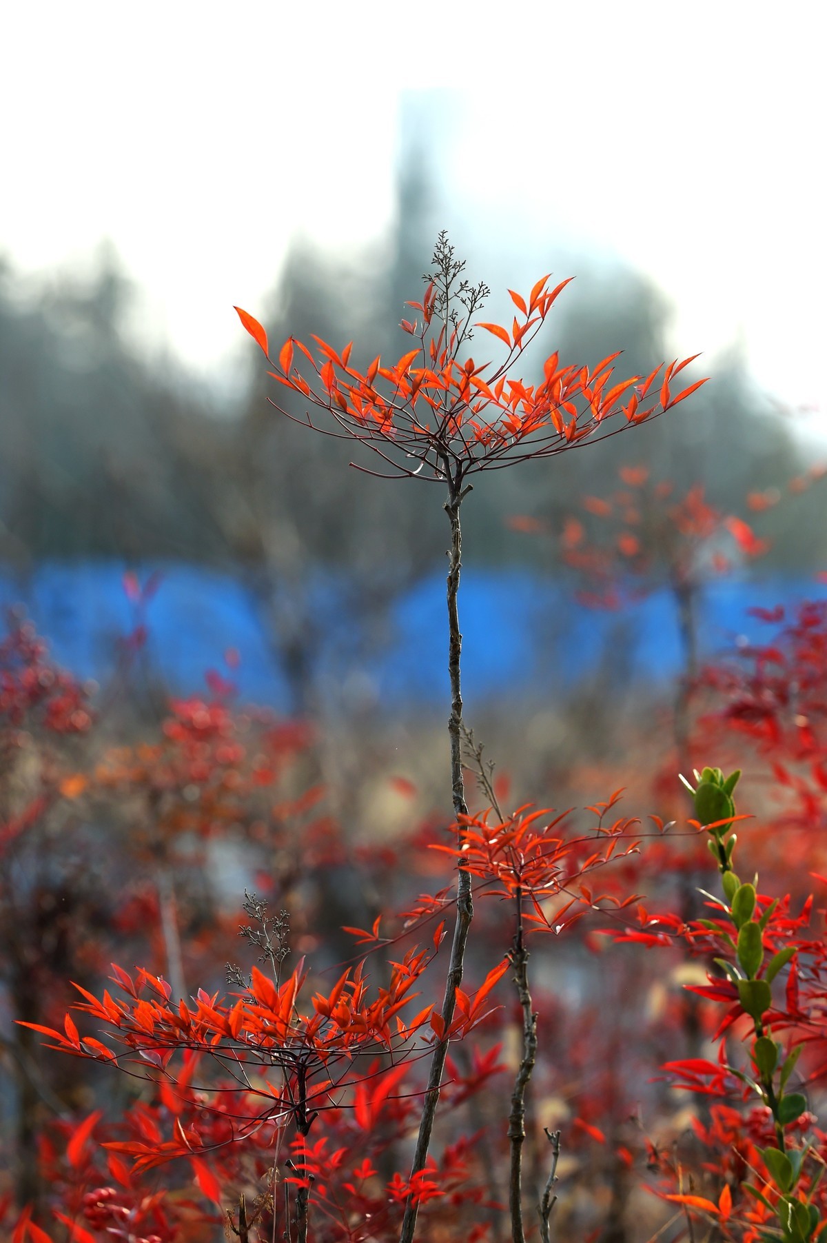 【南天竹】闲情悠然 冬日惊艳