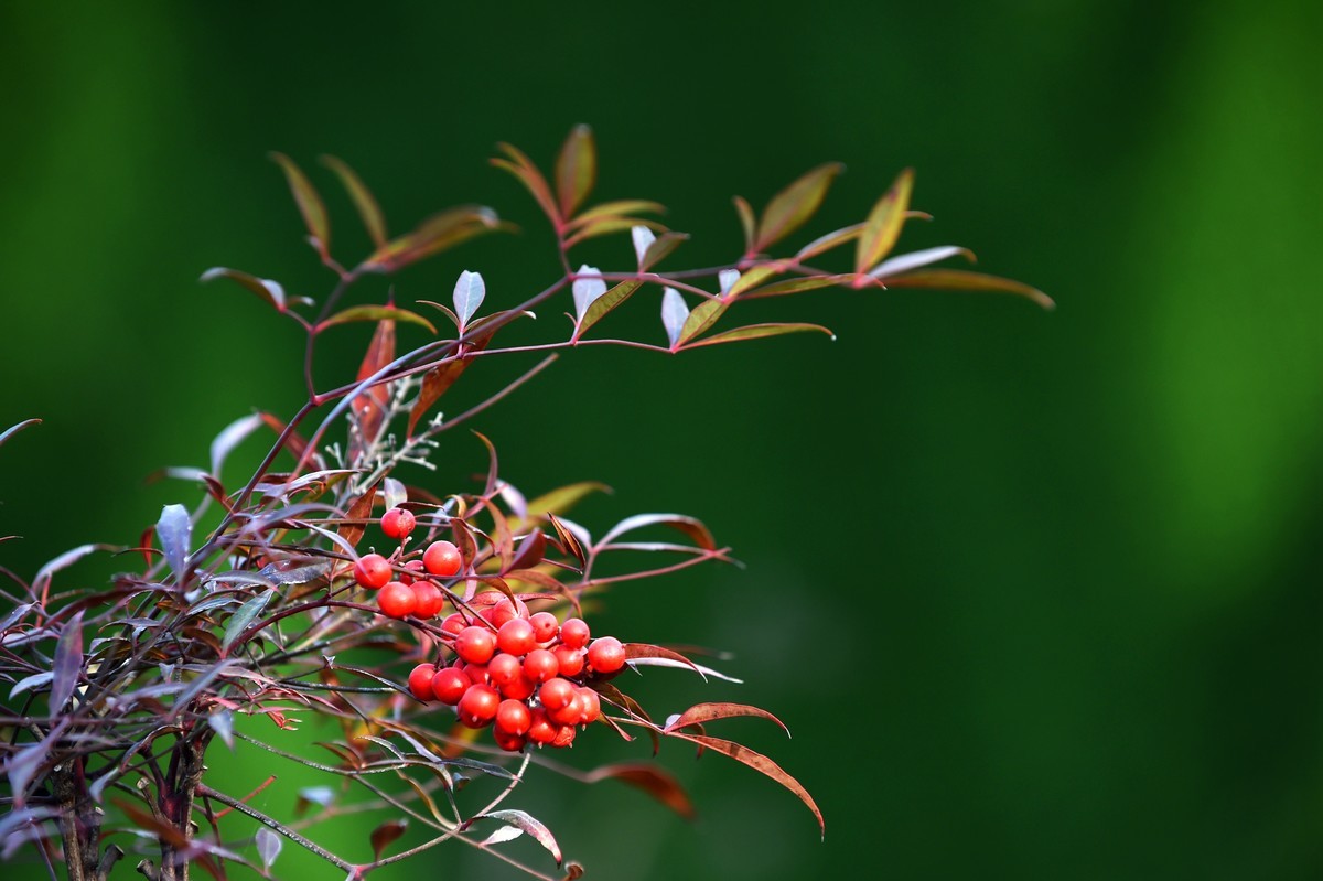 【南天竹】闲情悠然 冬日惊艳