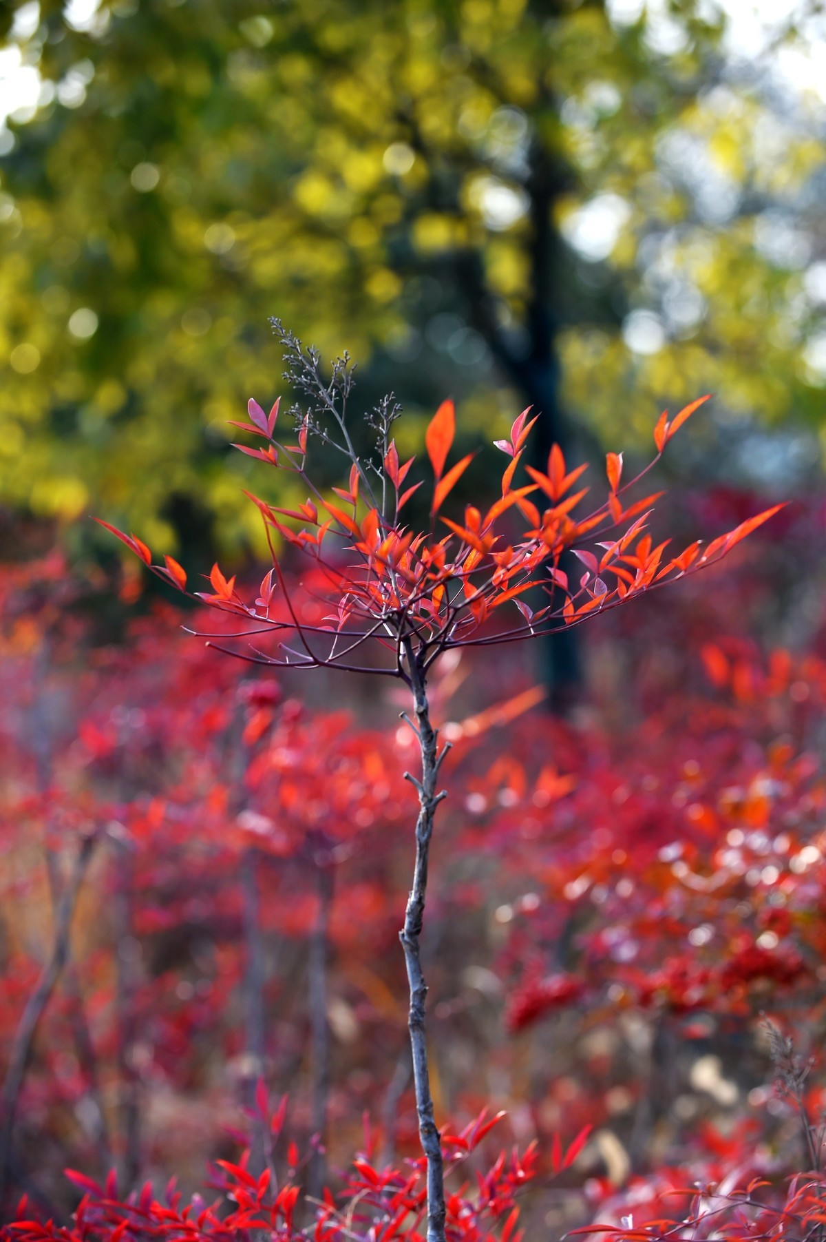 【南天竹】闲情悠然 冬日惊艳