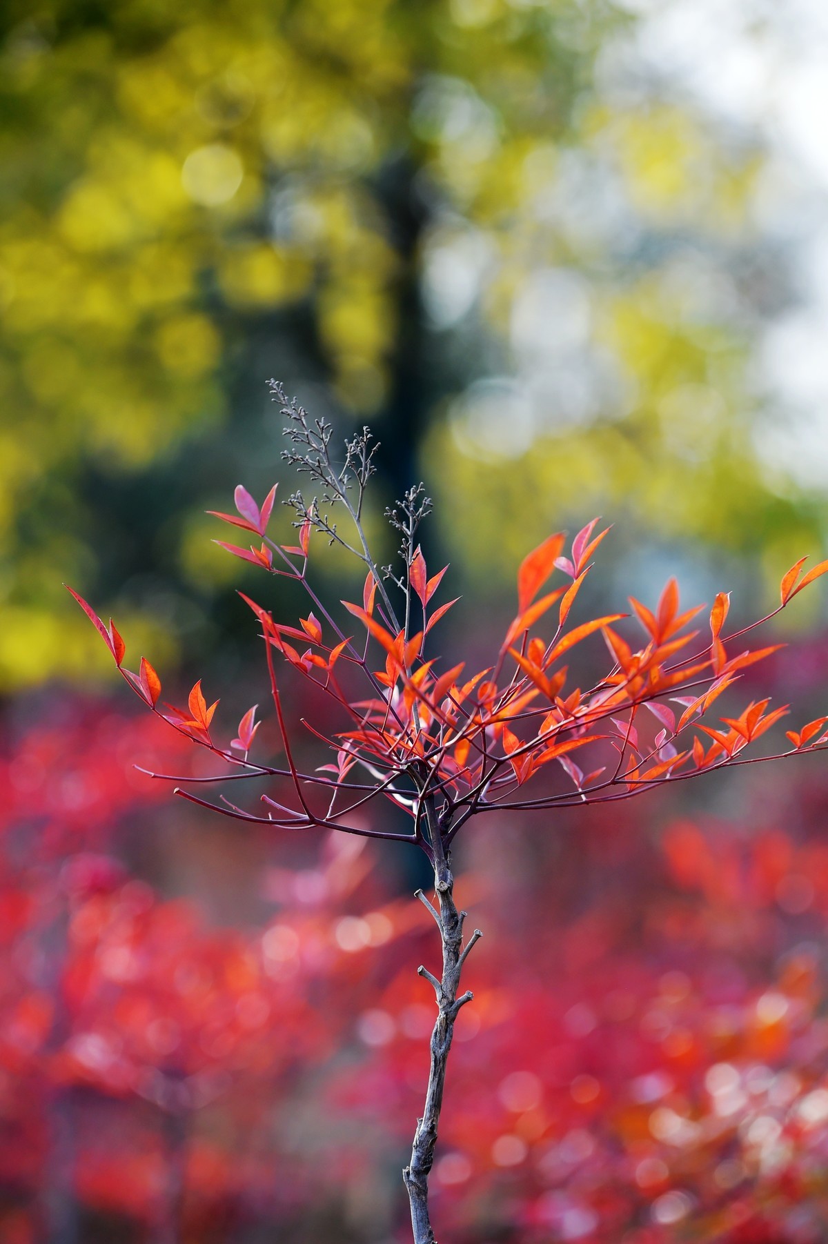 【南天竹】闲情悠然 冬日惊艳