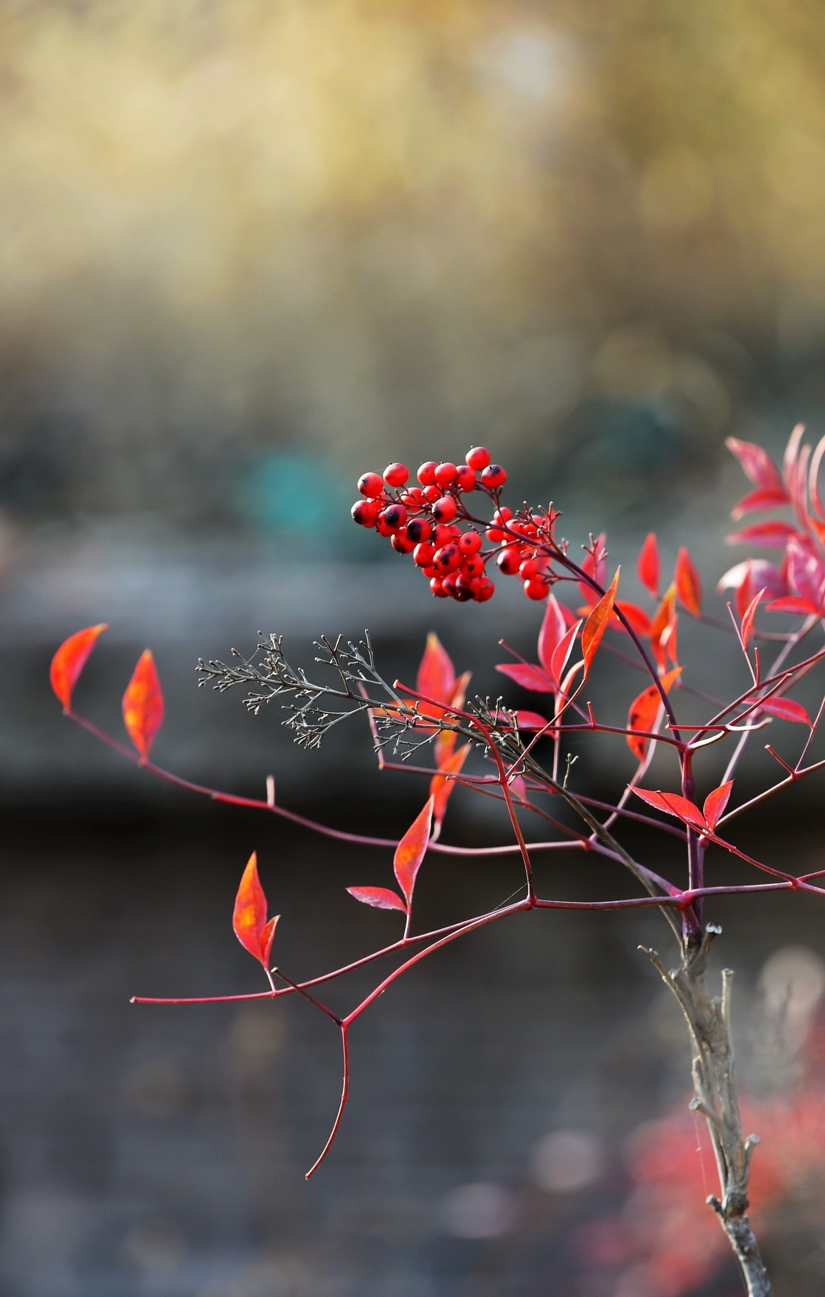 【南天竹】闲情悠然 冬日惊艳