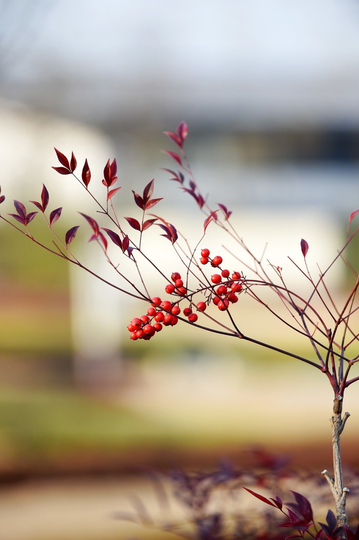 【南天竹】闲情悠然 冬日惊艳