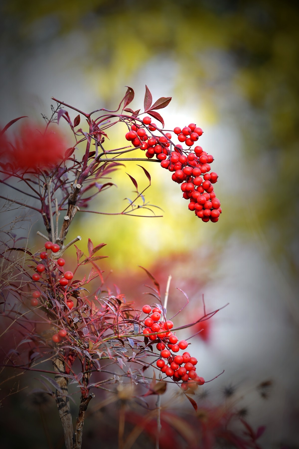 【南天竹】闲情悠然 冬日惊艳