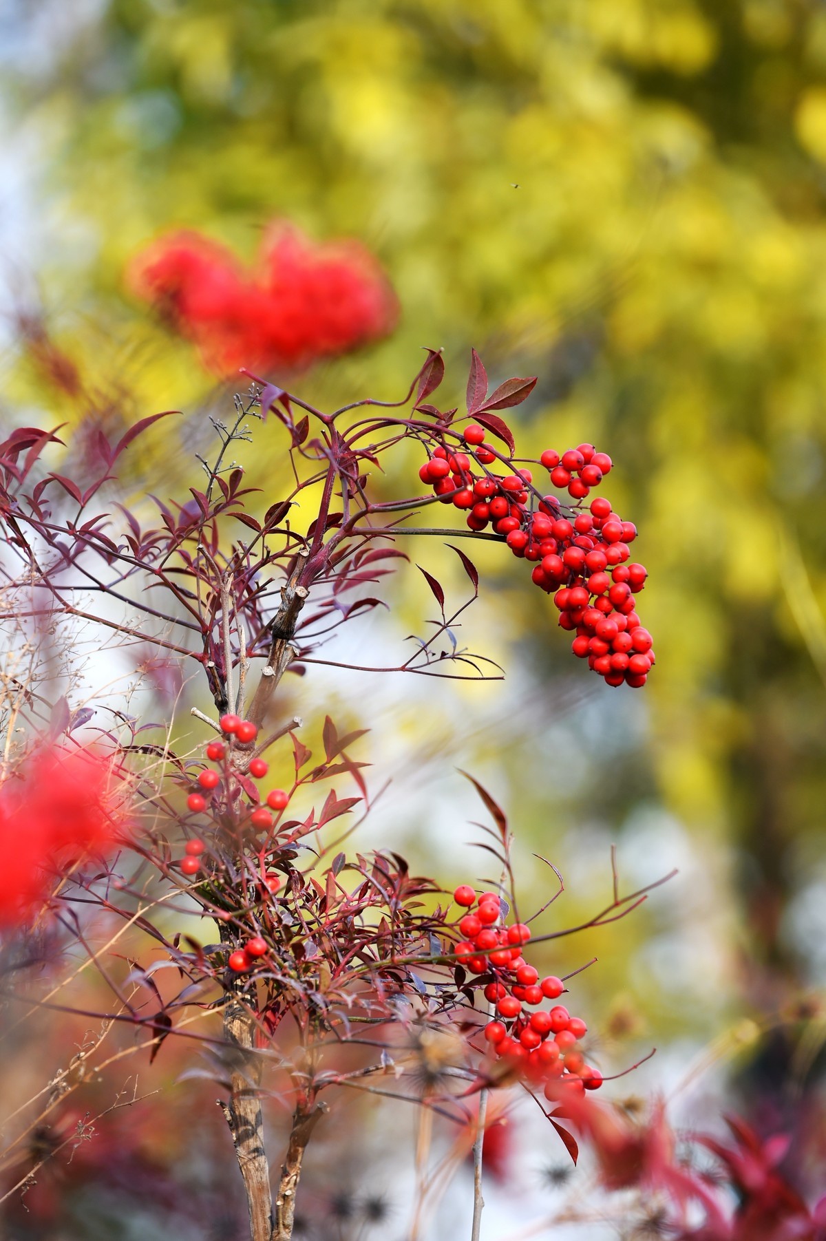 【南天竹】闲情悠然 冬日惊艳