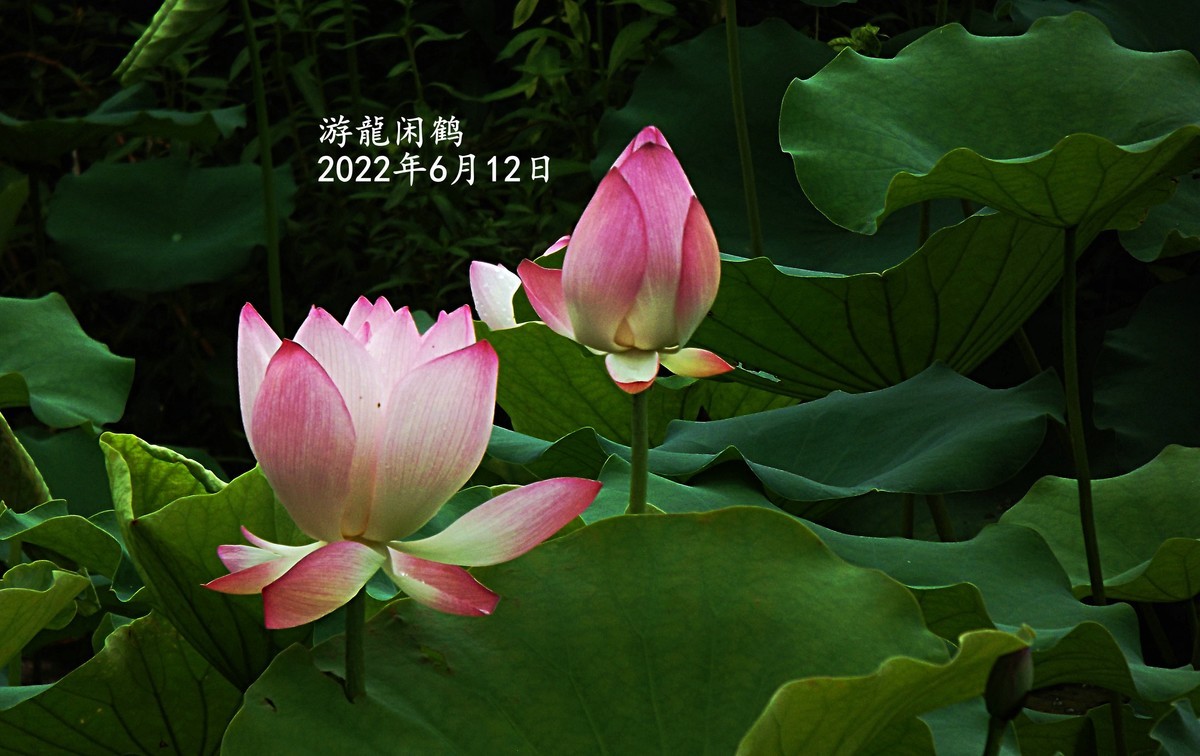 又见荷花开了
