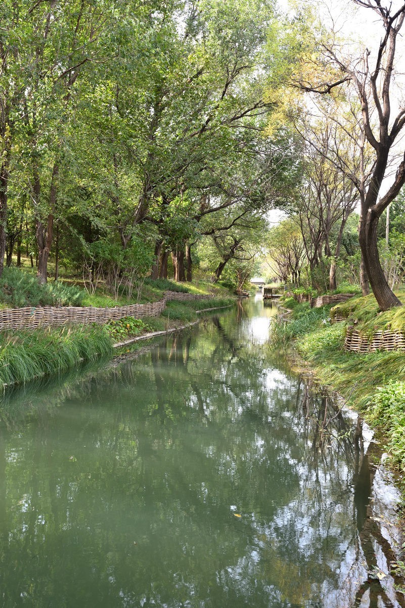 满园京西稻米飘香，远比各种花海强许多------北坞公园3/3