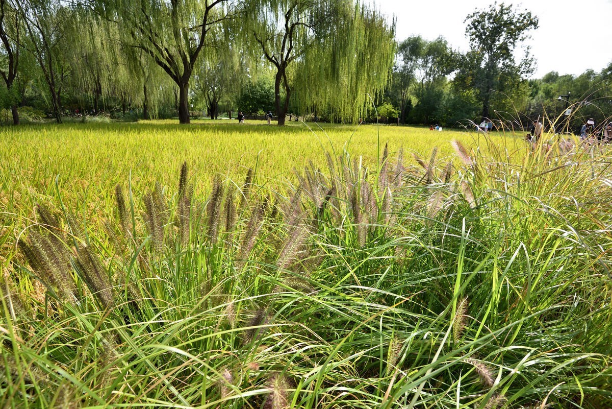 满园京西稻米飘香，远比各种花海强许多------北坞公园3/3