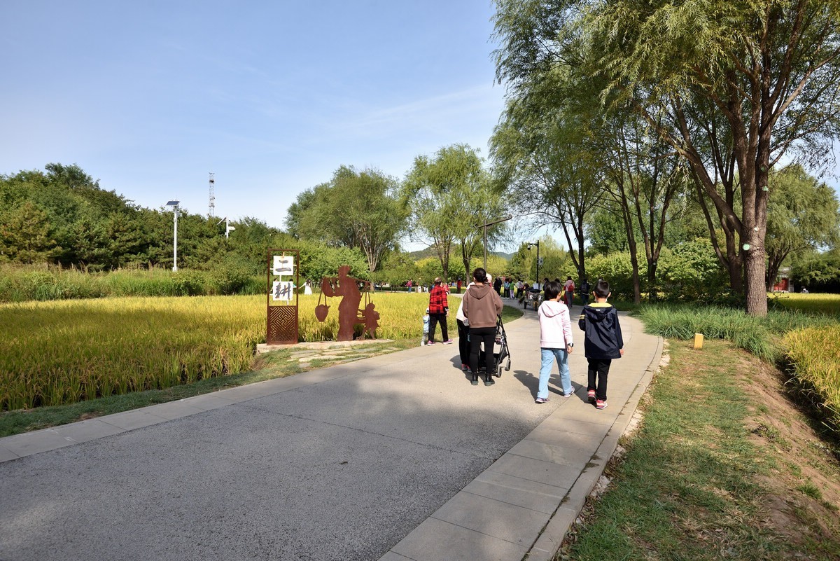 满园京西稻米飘香，远比各种花海强许多------北坞公园3/3