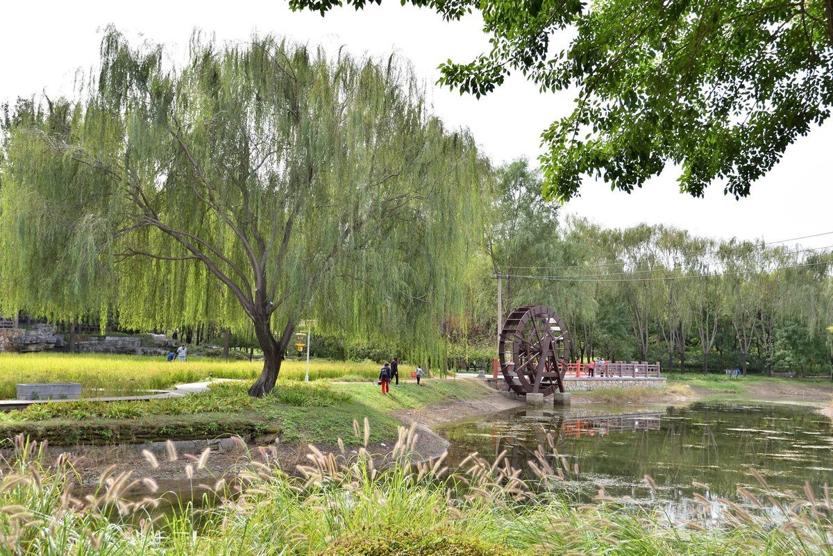 满园京西稻米飘香，远比各种花海强许多------北坞公园3/3