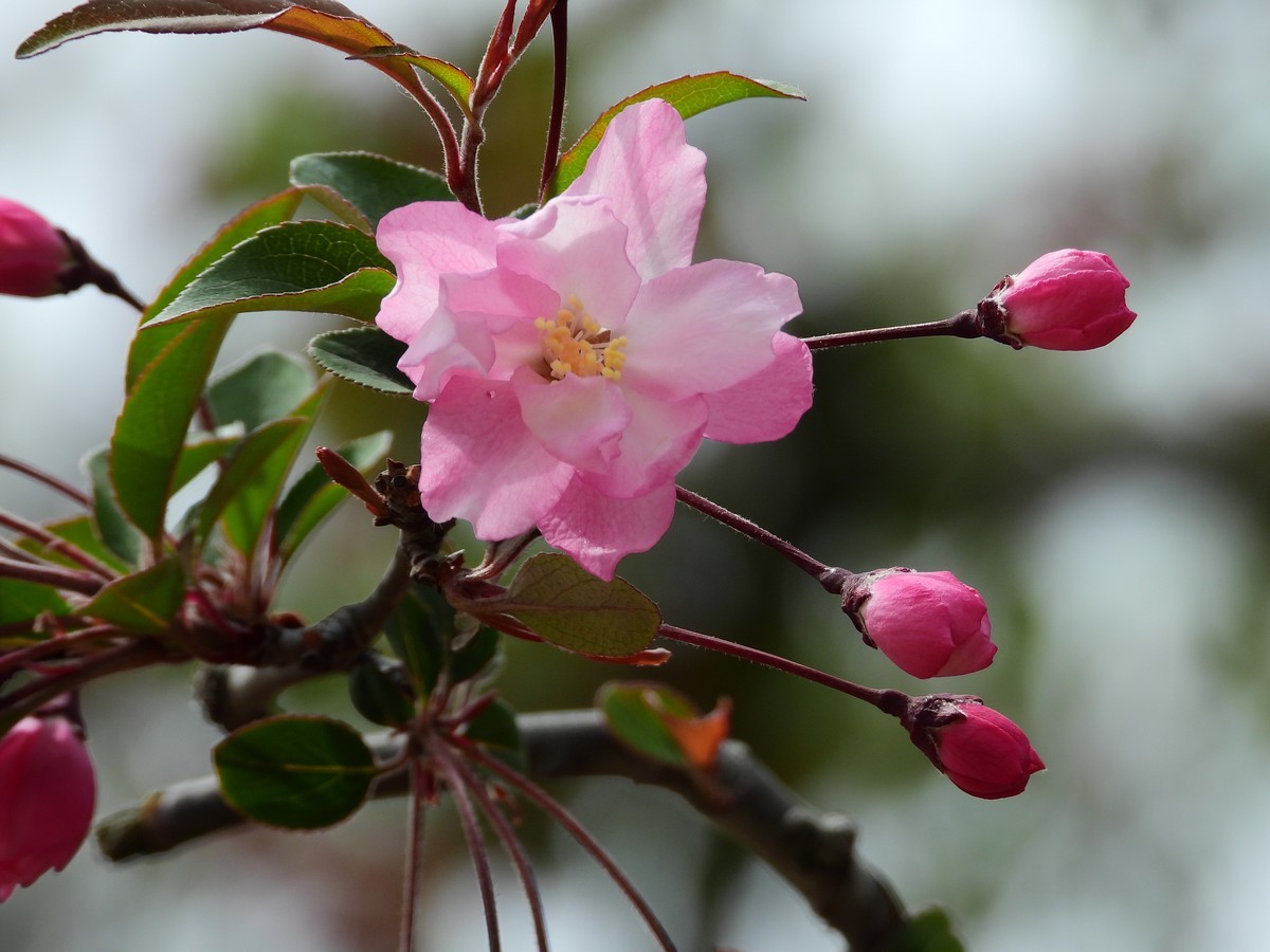 2023春：垂丝海棠初放