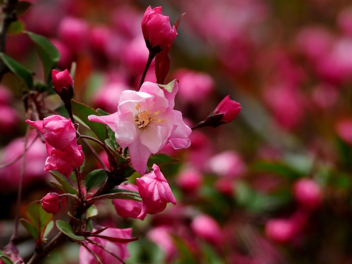 2023春：垂丝海棠初放