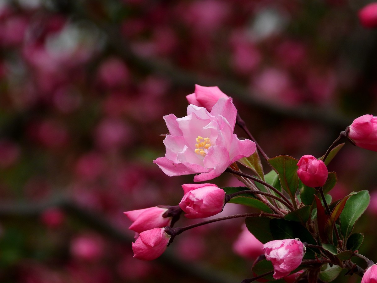 2023春：垂丝海棠初放