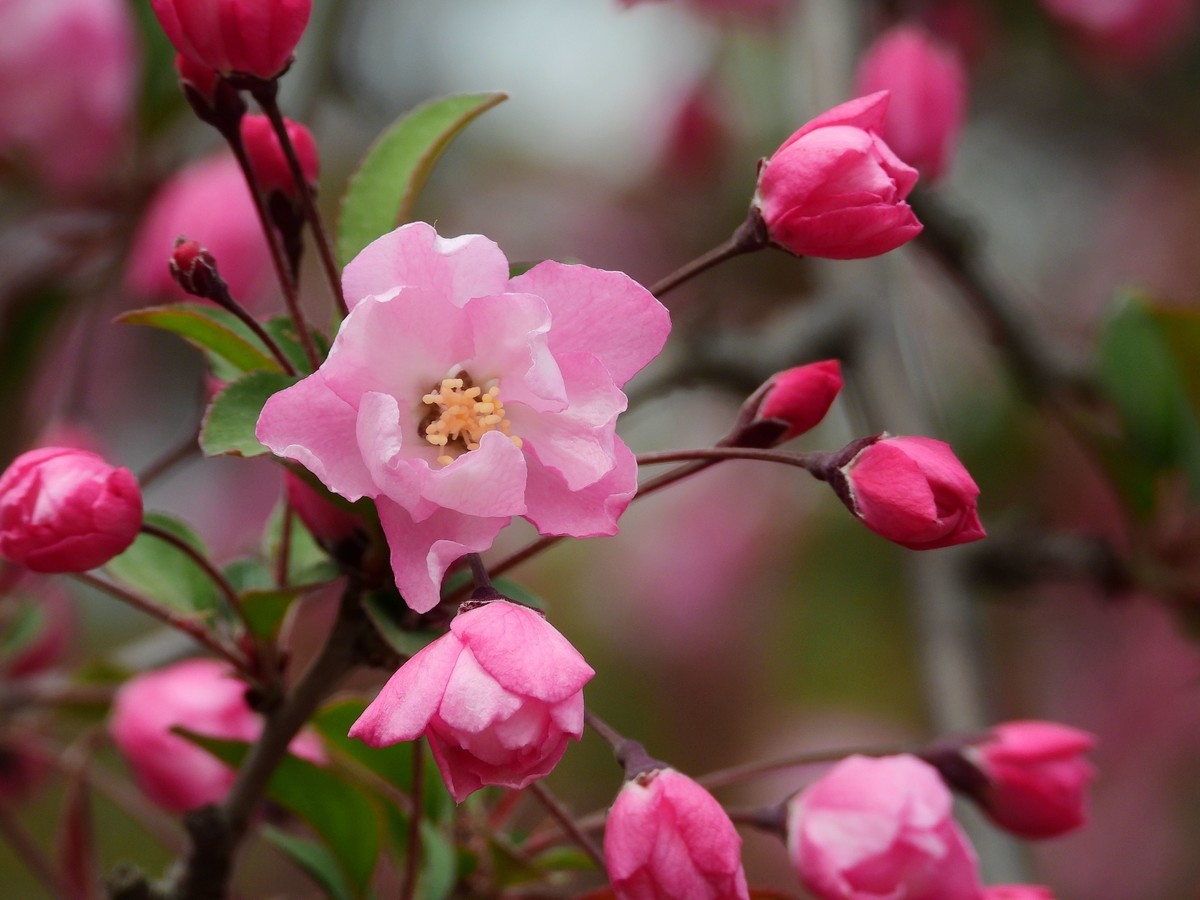 2023春：垂丝海棠初放