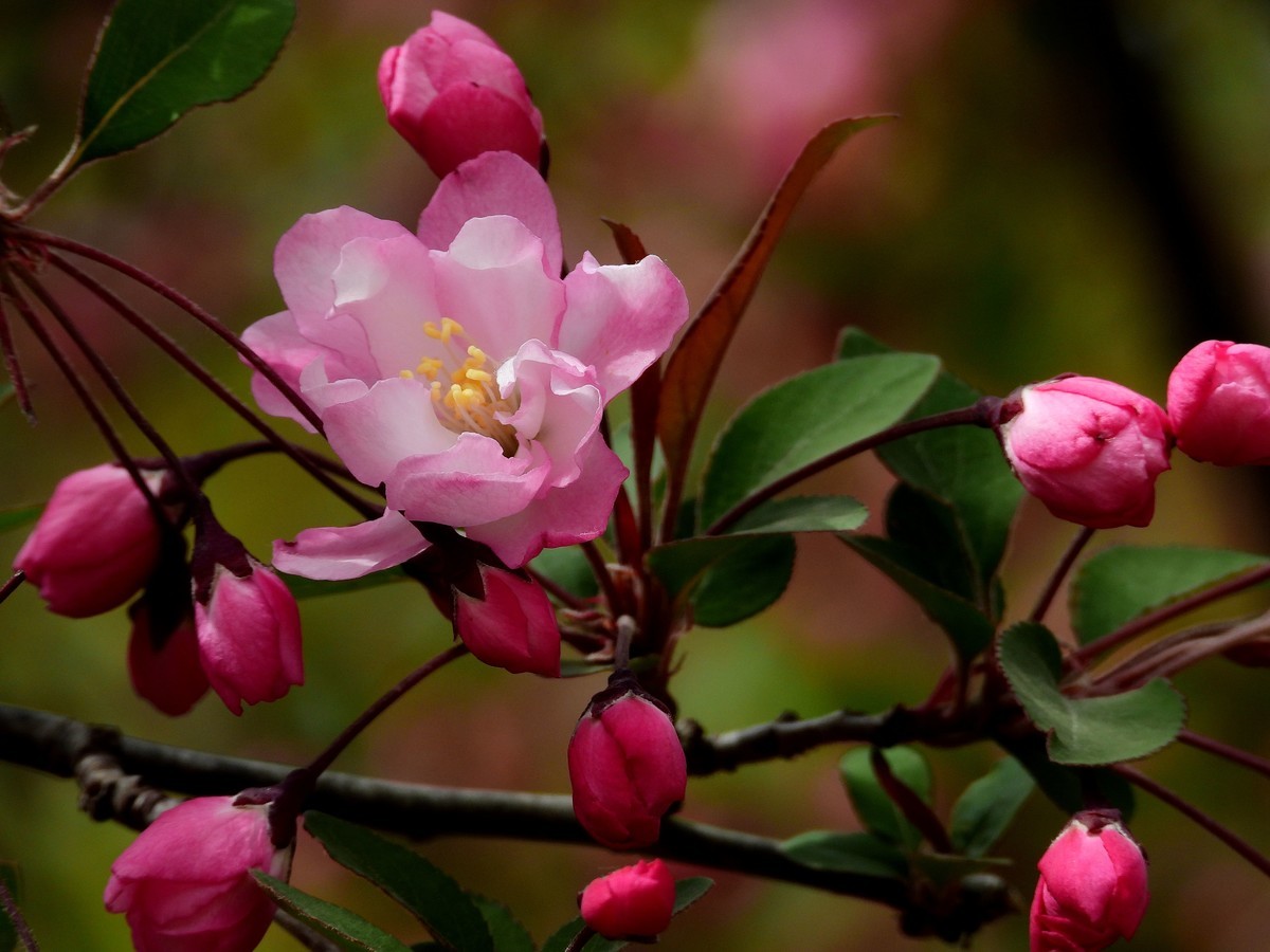 2023春：垂丝海棠初放