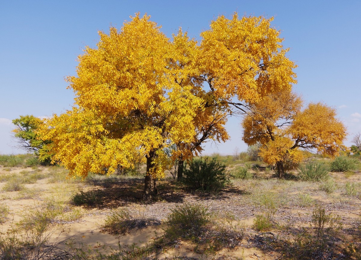 几张秋天的白杨树