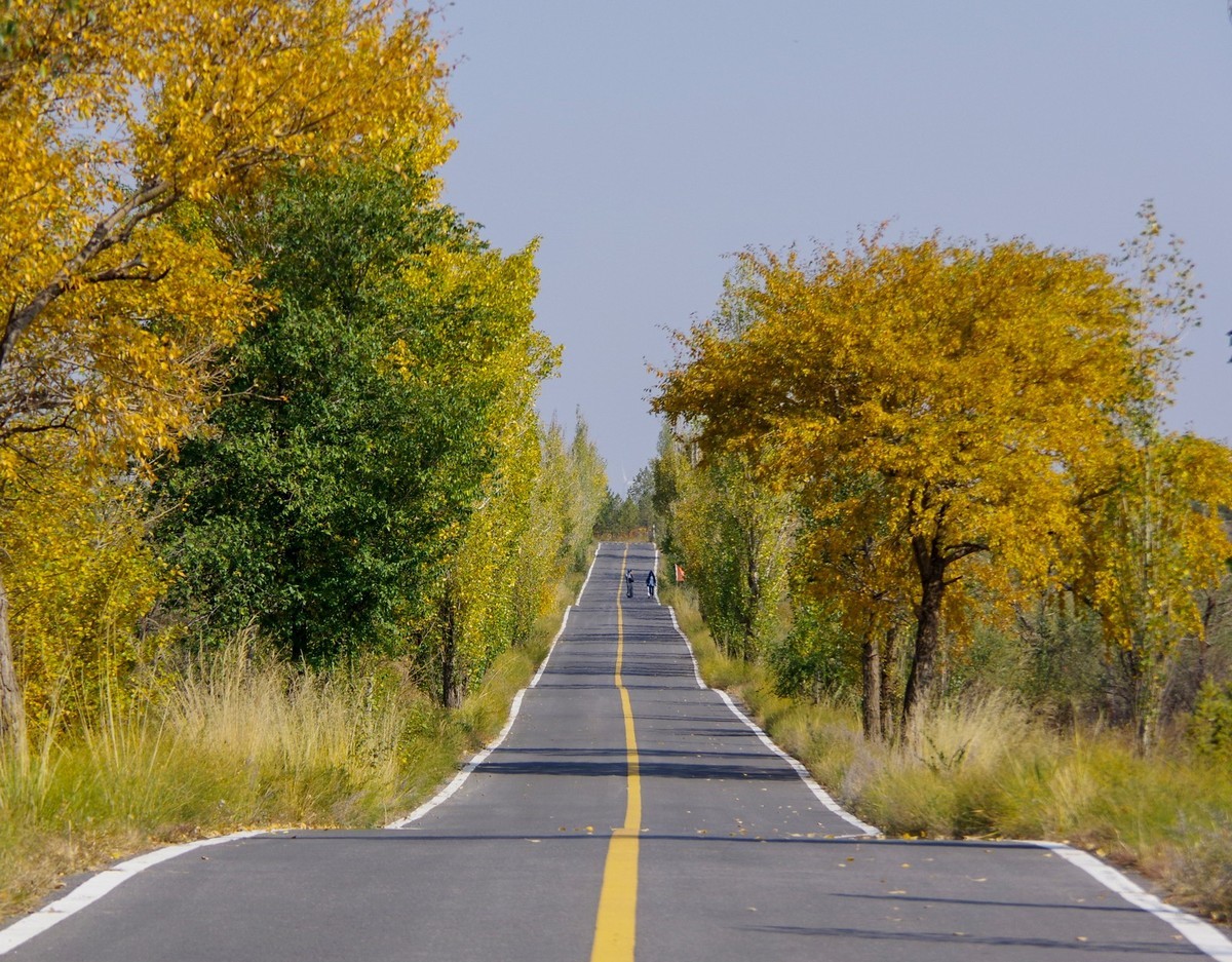 几张秋天的白杨树