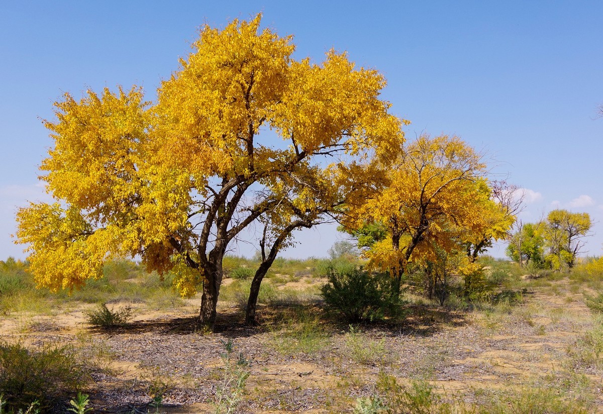 几张秋天的白杨树