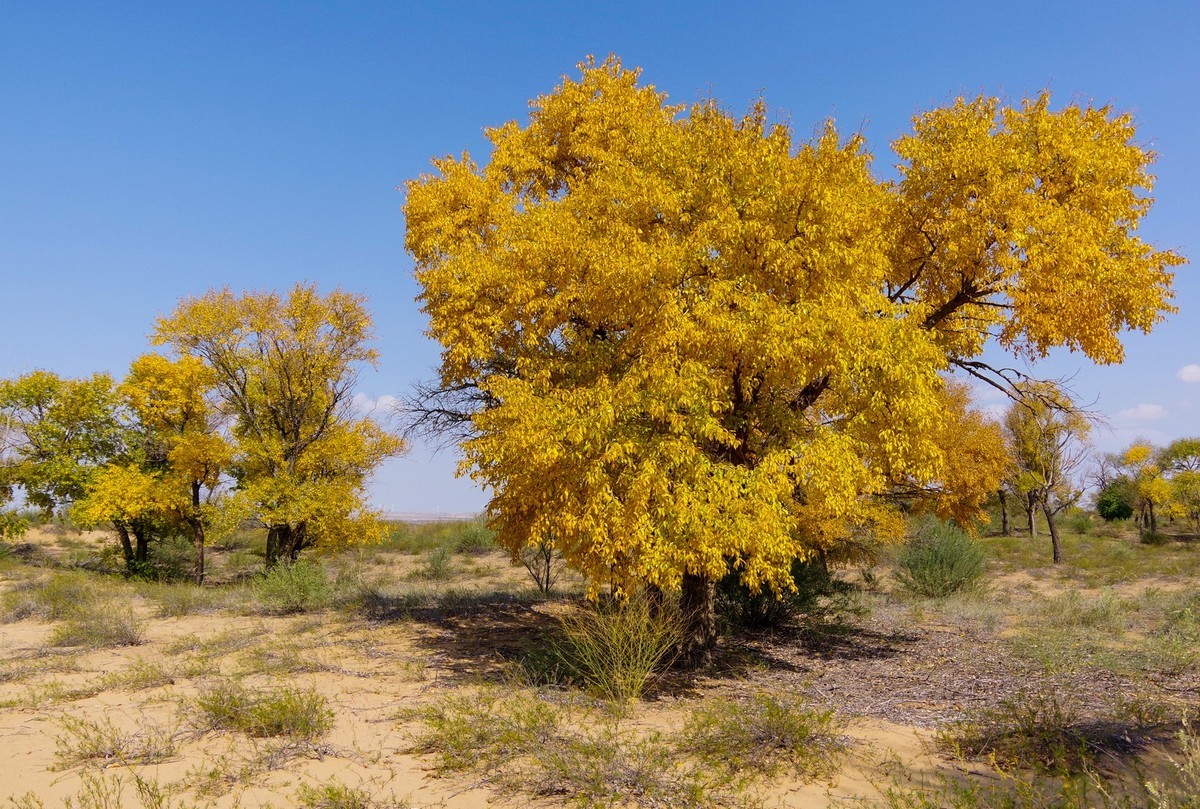 几张秋天的白杨树
