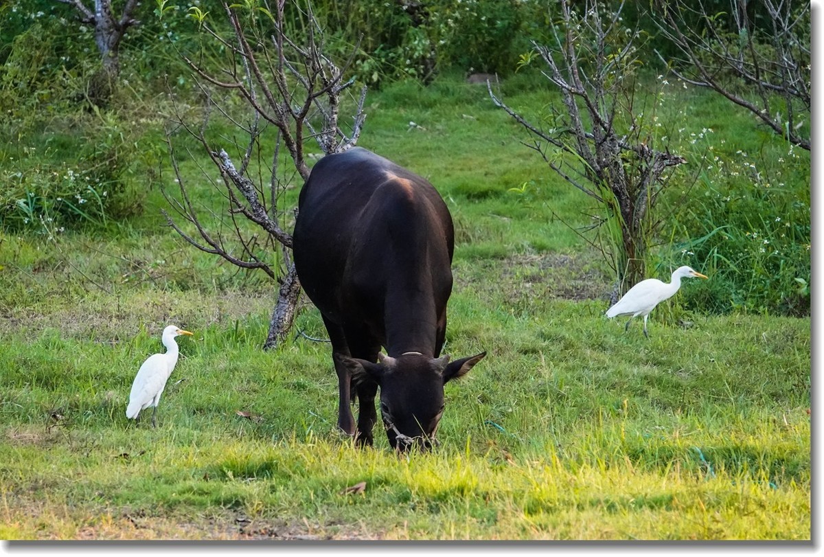 牛与鹭